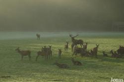 Parc Animalier de Sainte-Croix
