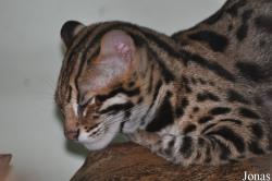 Zoo Melaka