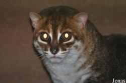 Prionailurus planiceps
