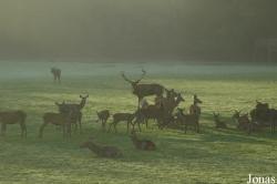 Parc Animalier de Sainte-Croix