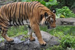 Zoo Melaka