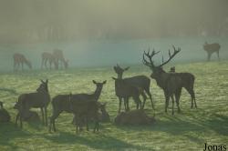Parc Animalier de Sainte-Croix