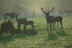 Parc Animalier de Sainte-Croix