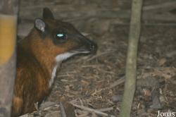 Zoo Melaka