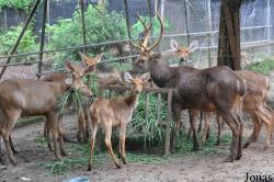 Zoo Melaka