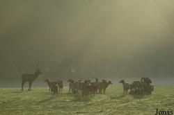 Parc Animalier de Sainte-Croix