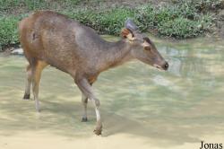 Rusa unicolor