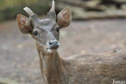 Rusa timorensis