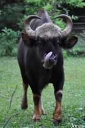 Zoo Melaka