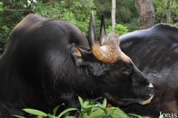 Zoo Melaka