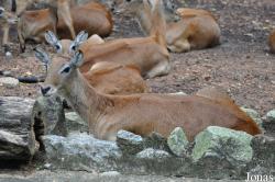 Zoo Melaka