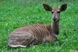 Zoo Melaka