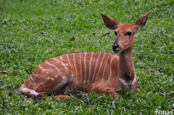 Zoo Melaka