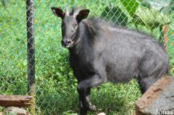 Zoo Melaka