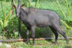 Zoo Melaka