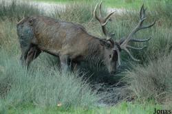 Parc Animalier de Sainte-Croix