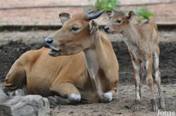 Zoo Melaka