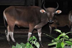 Zoo Melaka