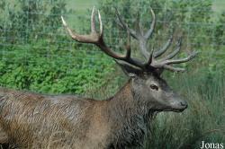 Parc Animalier de Sainte-Croix