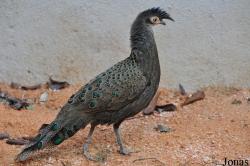 Zoo Melaka