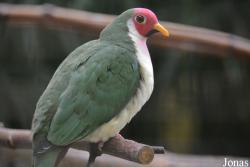 Ptilinopus jambu