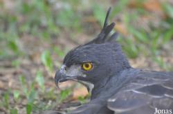 Nisaetus alboniger