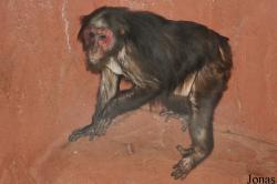 A'Famosa Animal World Safari