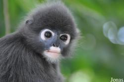 A'Famosa Animal World Safari