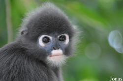 A'Famosa Animal World Safari