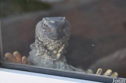 Uromastyx sp.