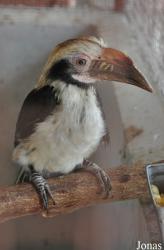 Penelopides sp.