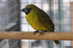 Caryothraustes poliogaster