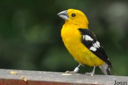 Cardinalidae