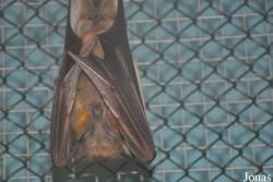 Pteropus sp.