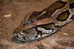 Python bivittatus