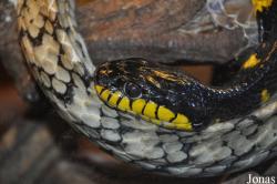 Boiga dendrophila