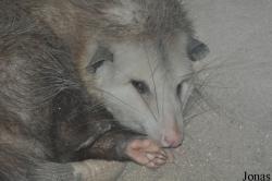 Didelphis virginiana