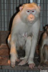 KL Tower Animal Zone