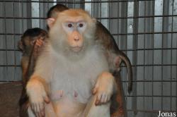 KL Tower Animal Zone