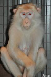 KL Tower Animal Zone
