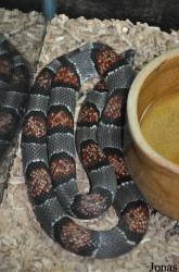 Lampropeltis alterna