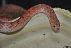 Oligodon formosanus