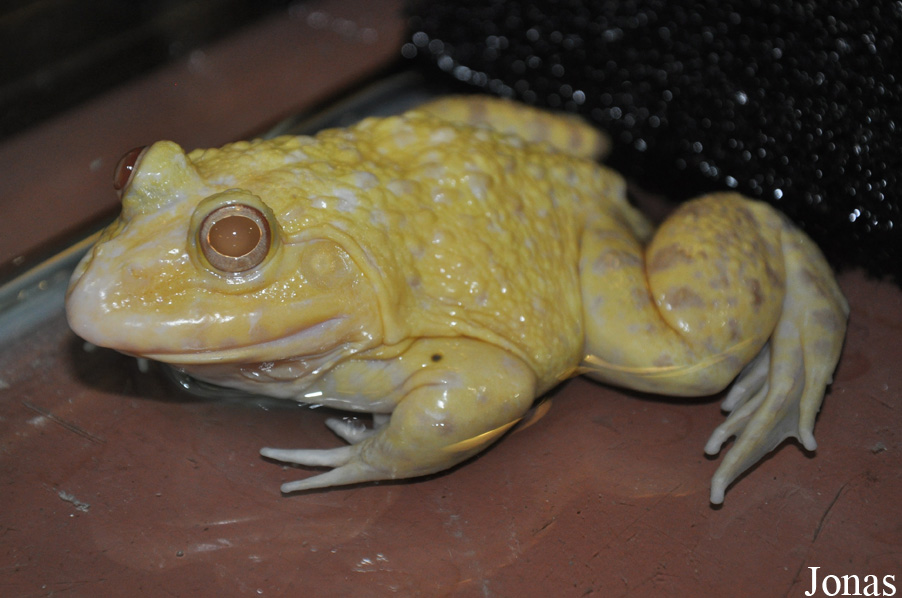 KL Tower Animal Zone