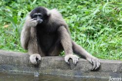 Zoo Melaka