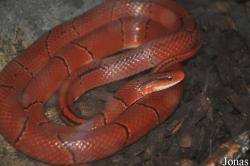 Oreocryptophis porphyracea laticincta