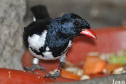 Lamprospiza melanoleuca