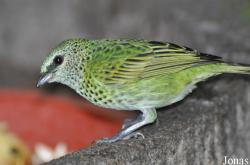 Jurong Bird Park