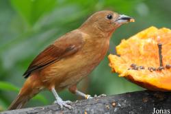 Jurong Bird Park