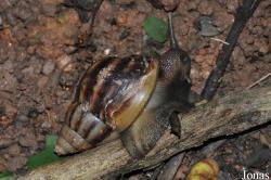 Escargot non identifié
