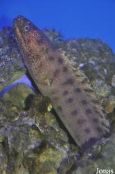 Gymnothorax reevesii